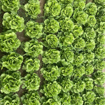 精品生菜大量现货质量保证，全国发货可对接批发市场