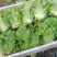 精品生菜大量现货质量保证，全国发货可对接批发市场
