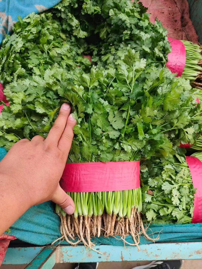【推荐】河北香菜精品香菜农家自种大量上市按需配货发车