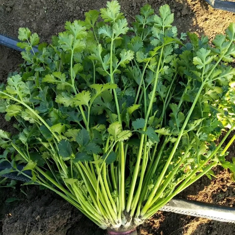 【推荐】河北香菜精品香菜农家自种大量上市按需配货发车