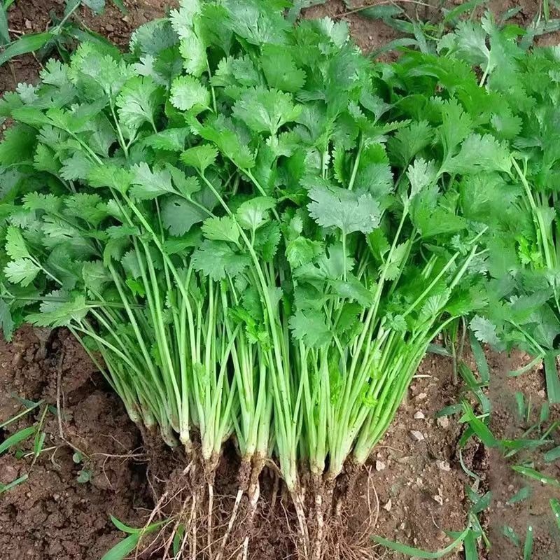 【推荐】河北香菜精品香菜农家自种大量上市按需配货发车