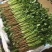 【推荐】河北香菜精品香菜农家自种大量上市按需配货发车