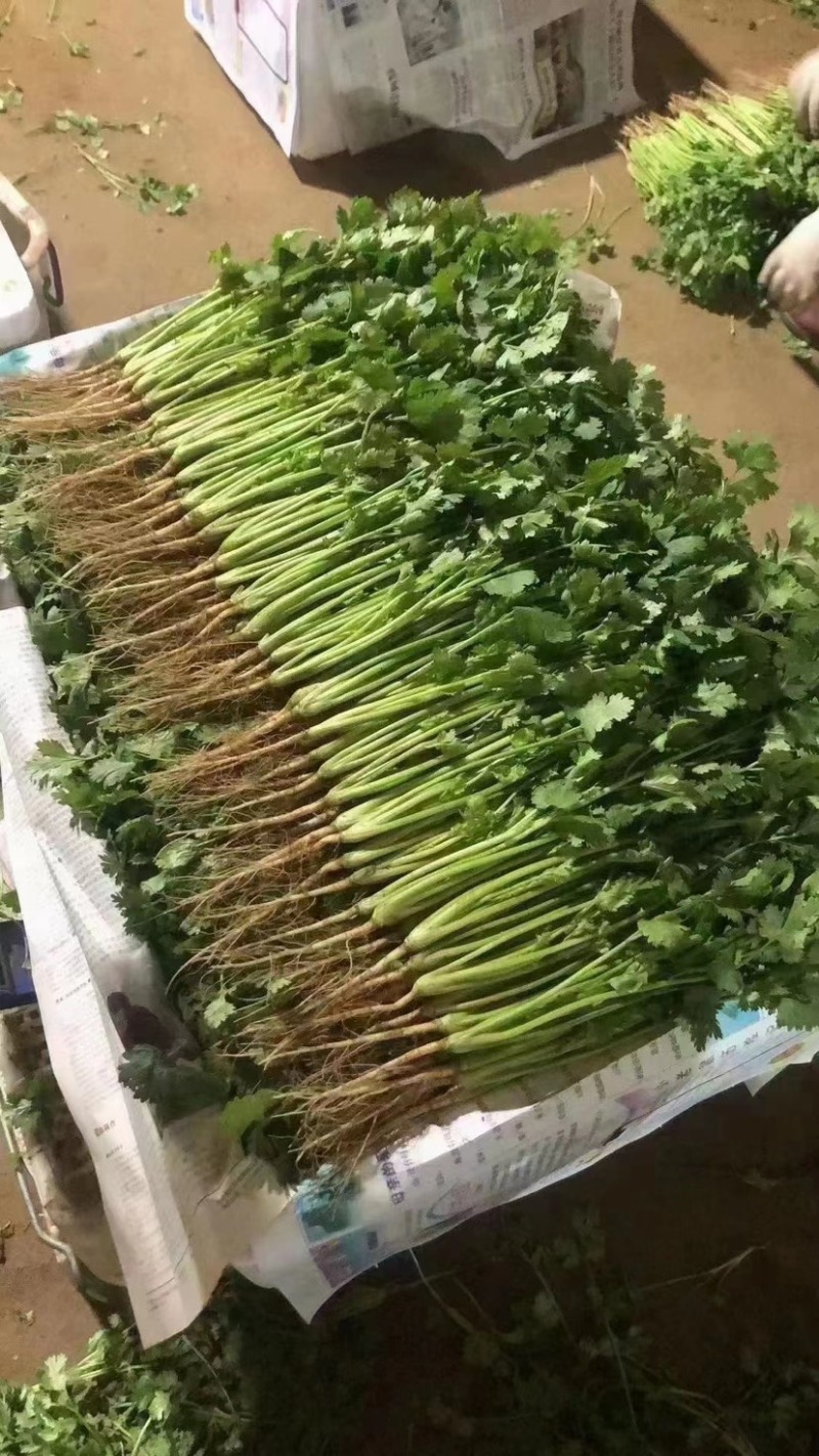 【推荐】河北香菜精品香菜农家自种大量上市按需配货发车