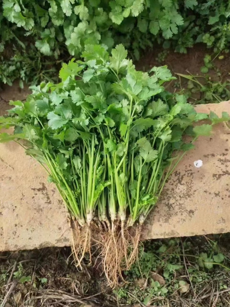 【推荐】河北香菜精品香菜农家自种大量上市按需配货发车
