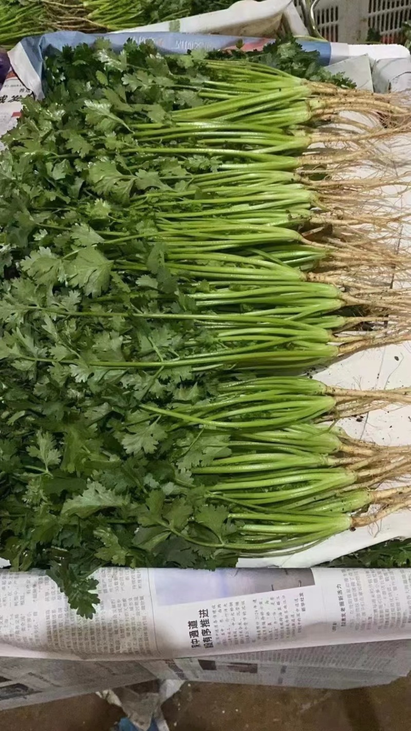 【推荐】河北香菜精品香菜农家自种大量上市按需配货发车