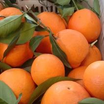 纽荷尔橙大量上市质量诚信经营全国发货