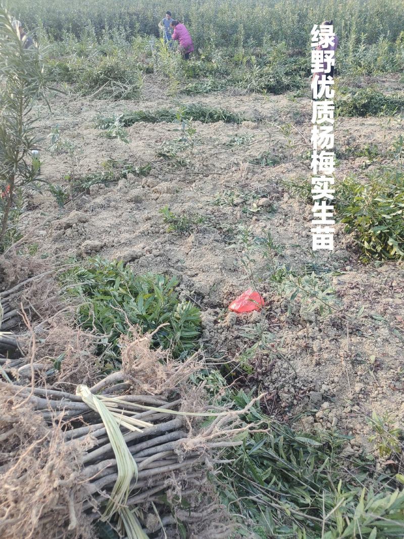 杨梅苗实生苗苗子粗壮大棵现挖现卖量大价优