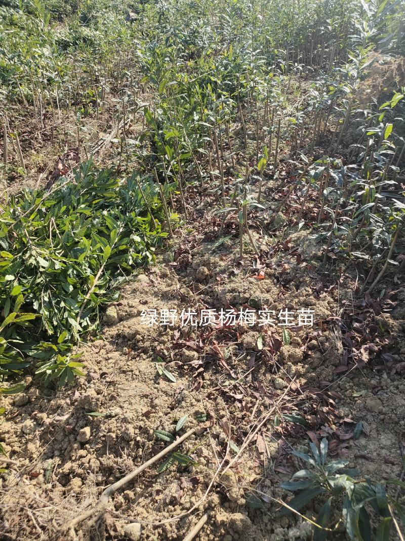 杨梅苗实生苗苗子粗壮大棵现挖现卖量大价优