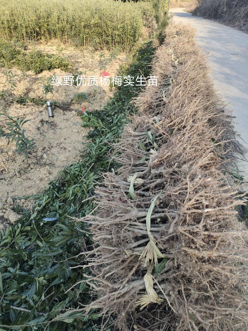杨梅苗实生苗苗子粗壮大棵现挖现卖量大价优