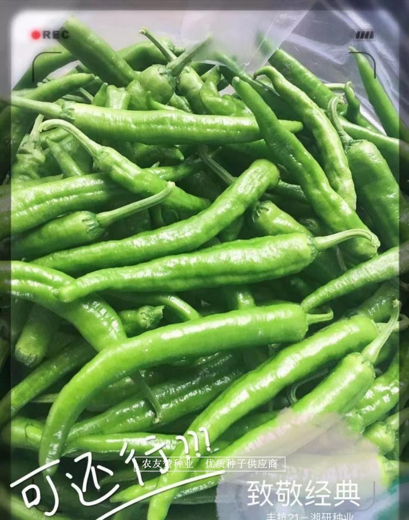 湘研丰抗21辣椒耐热耐旱长牛角形尖椒种子长果型牛角椒种子