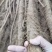 山西运城河南灵宝大量求购铁棍山药现货求购铁棍山药