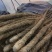 山西运城河南灵宝大量求购铁棍山药现货求购铁棍山药