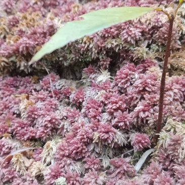 云南怒江大峡谷高山水苔，现货出售20吨左右，常年有货，