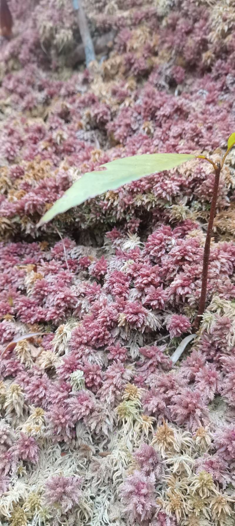 云南怒江大峡谷高山水苔，现货出售20吨左右，常年有货，