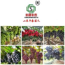 【热】蓝宝石葡萄苗专业基地自育苗木品种纯正让农户放心种植
