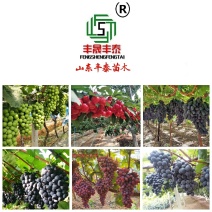 【热】蓝宝石葡萄苗专业基地自育苗木品种纯正让农户放心种植