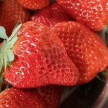 久久草莓甜果，口感香甜，原产地现摘现发，保持新鲜度