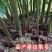 阳荷姜根现挖现发当年就能结果规模化种植户直采