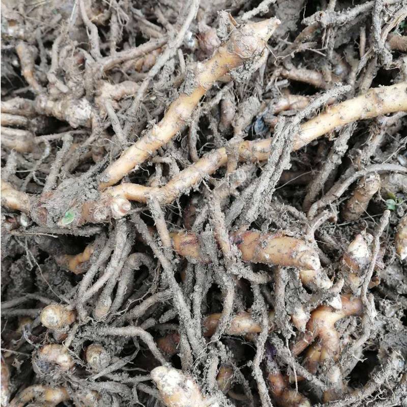 阳荷姜根现挖现发当年就能结果规模化种植户直采