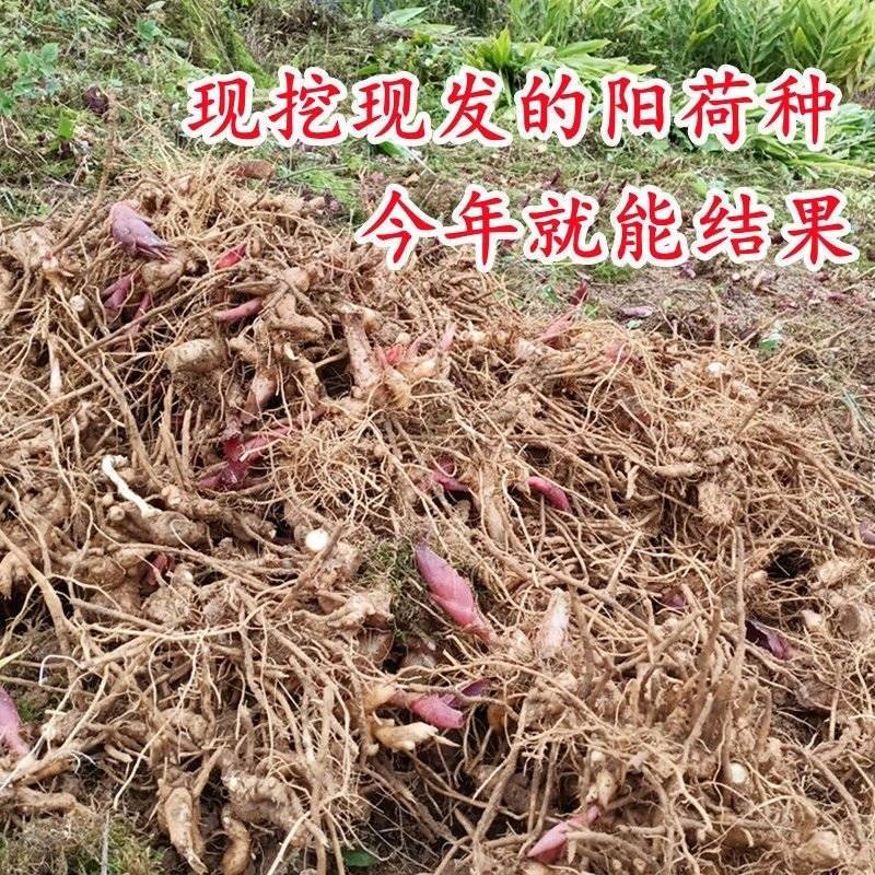 阳荷姜根现挖现发当年就能结果规模化种植户直采