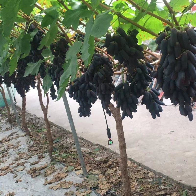 【热】蓝宝石葡萄苗专业基地自育苗木品种纯正让农户放心种植