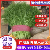 精品茴香，价格低谦，超商都供，全国各地量大从优