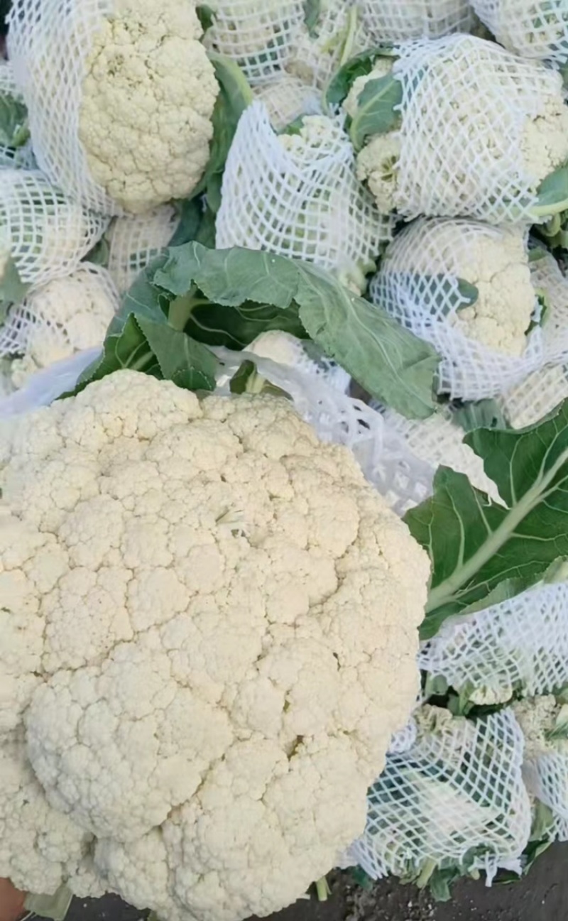 【产地发货】菜花有机花松花菜白面青梗散花
