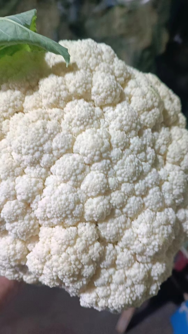 【产地发货】菜花有机花松花菜白面青梗散花