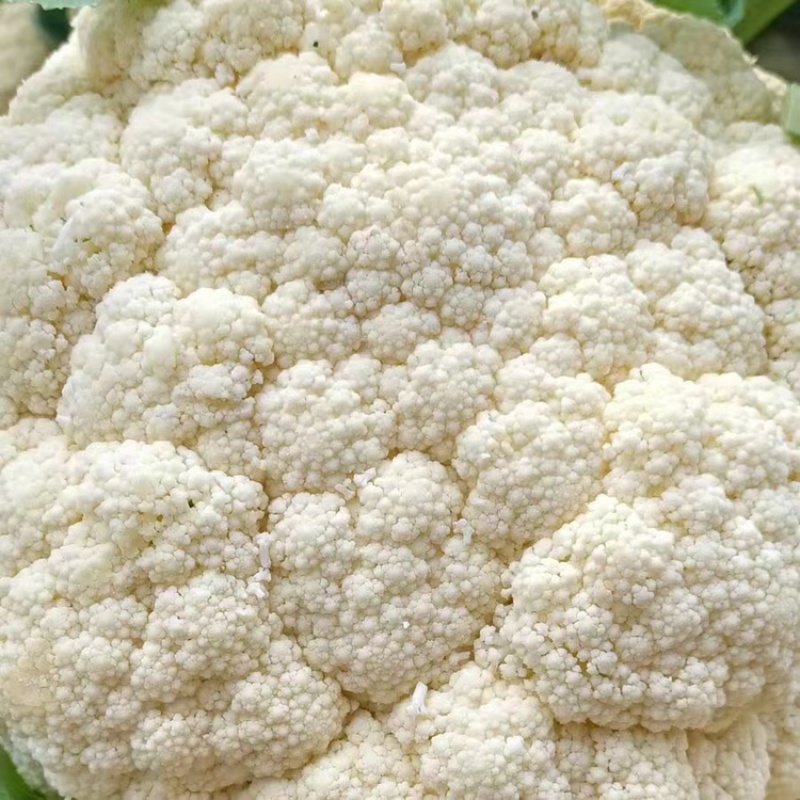 【产地发货】菜花有机花松花菜白面青梗散花
