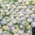 【产地发货】菜花有机花松花菜白面青梗散花