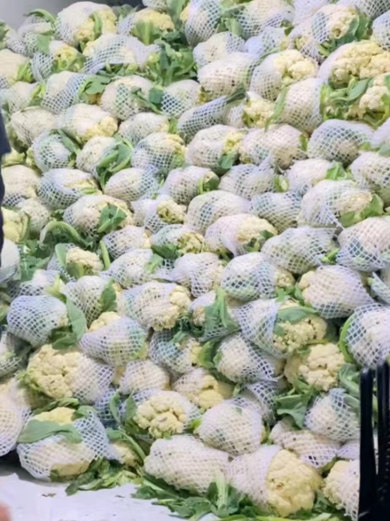 【产地发货】菜花有机花松花菜白面青梗散花