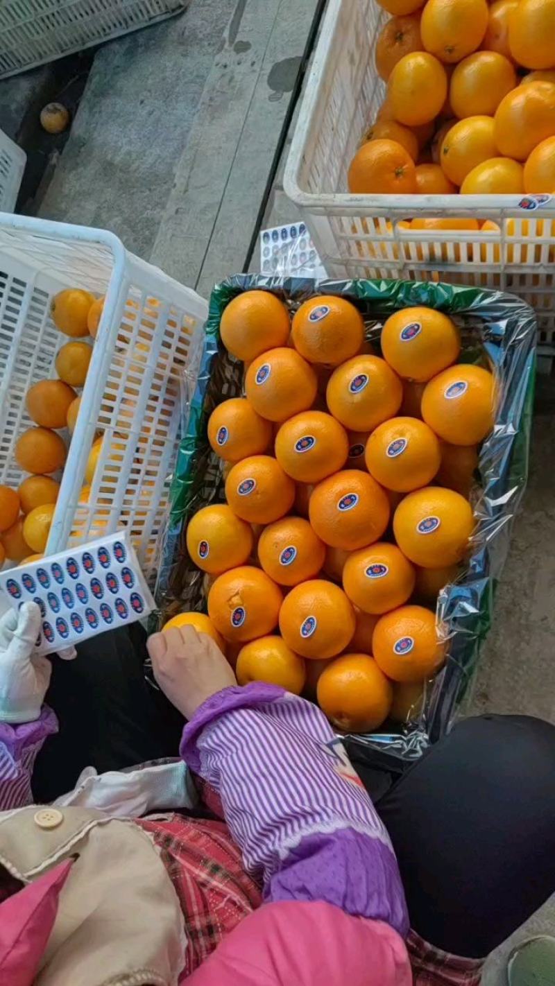 玫瑰香橙，塔罗科血橙精品玫瑰香血橙，老树血橙产地直发