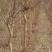 出售456公分紫薇百日红5000棵分支点1-1.2米
