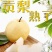 包邮【山西贡梨】新鲜贡梨酥梨应季梨子冰糖雪梨水果皮薄多汁