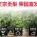 包邮【山西贡梨】新鲜贡梨酥梨应季梨子冰糖雪梨水果皮薄多汁