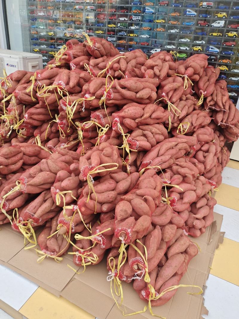 烟薯253两以上商品薯红心