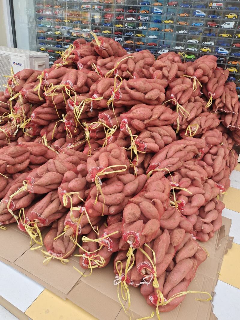 烟薯253两以上商品薯红心