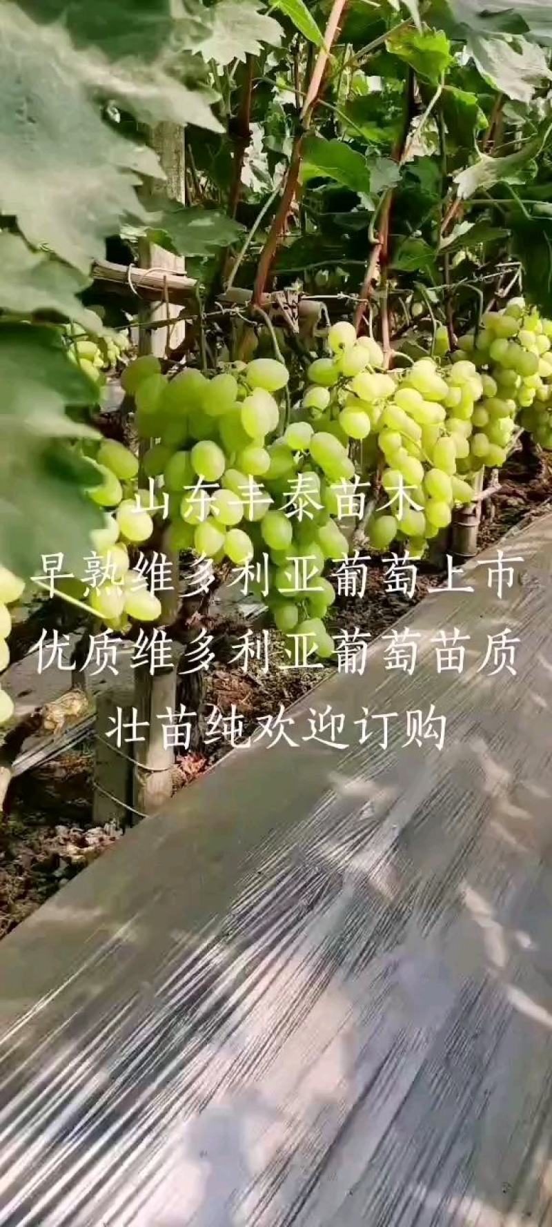 维多利亚葡萄苗质壮苗纯，优质葡萄苗批发基地，让农户放心