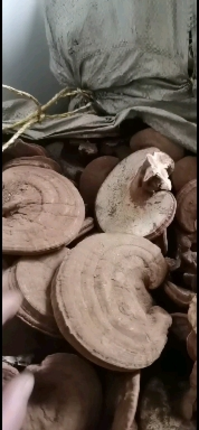 精品赤灵芝，灵芝基地种植直发。精品赤灵芝。质优价廉。