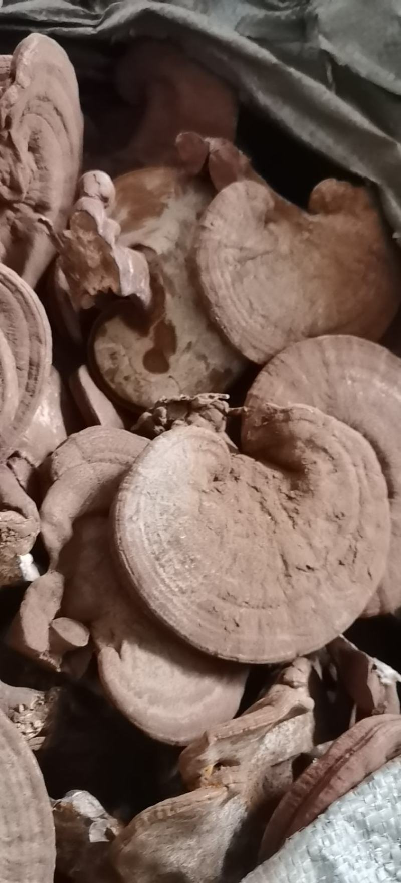 精品赤灵芝，灵芝基地种植直发。精品赤灵芝。质优价廉。