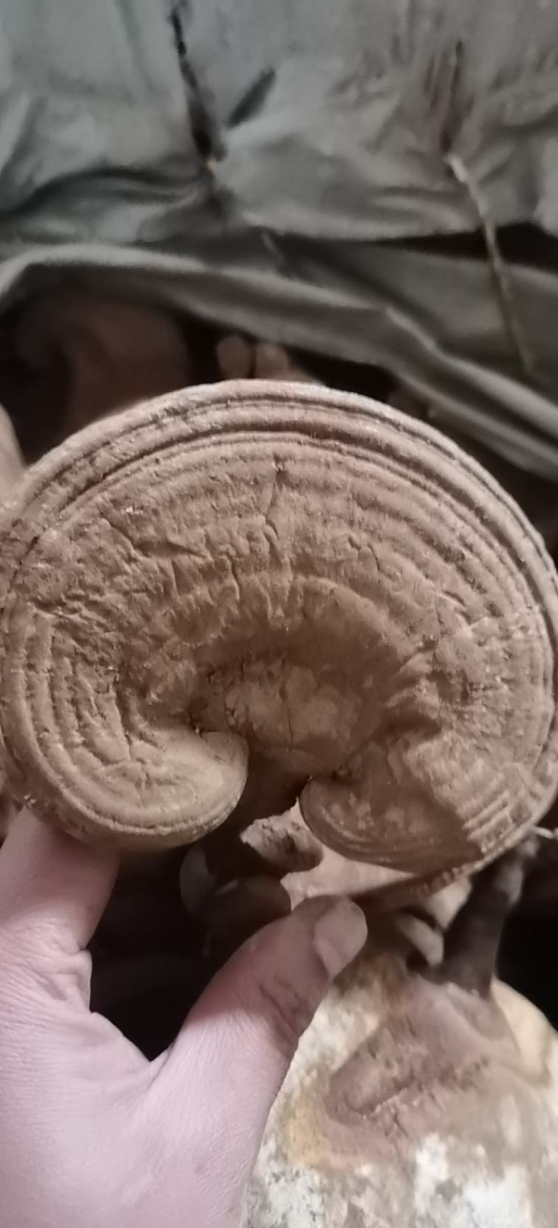 精品赤灵芝，灵芝基地种植直发。精品赤灵芝。质优价廉。