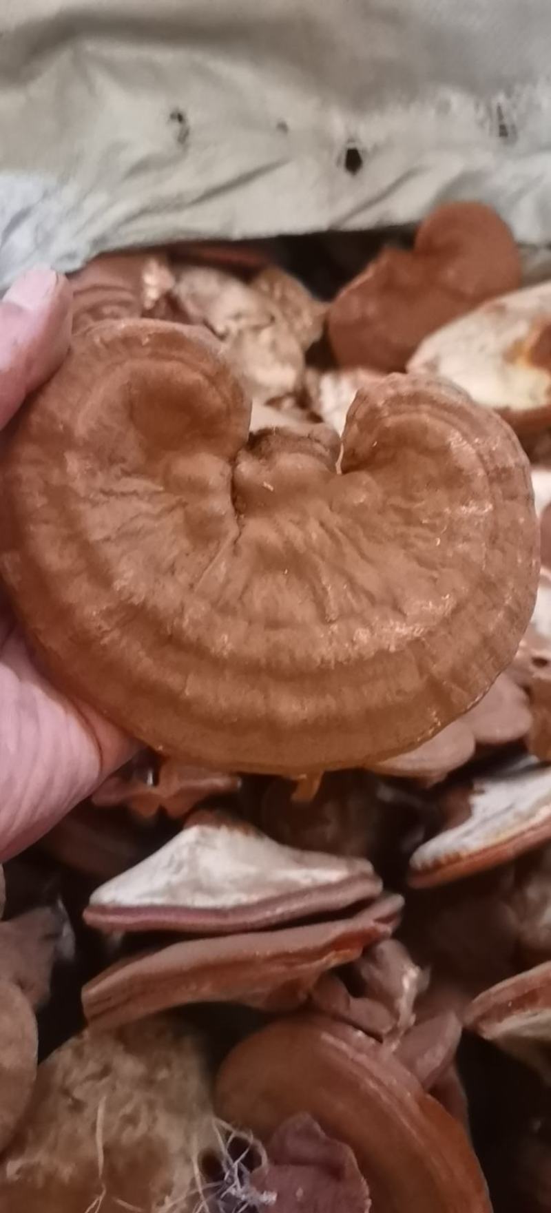 精品赤灵芝，灵芝基地种植直发。精品赤灵芝。质优价廉。