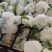 河南花菜有机花菜白面青梗散花冷库直发代收代加工