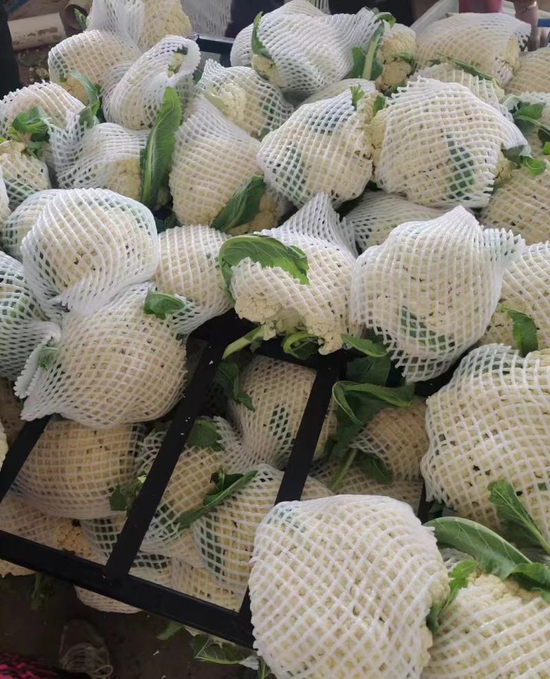 河南花菜有机花菜白面青梗散花冷库直发代收代加工