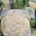河南花菜有机花菜白面青梗散花冷库直发代收代加工