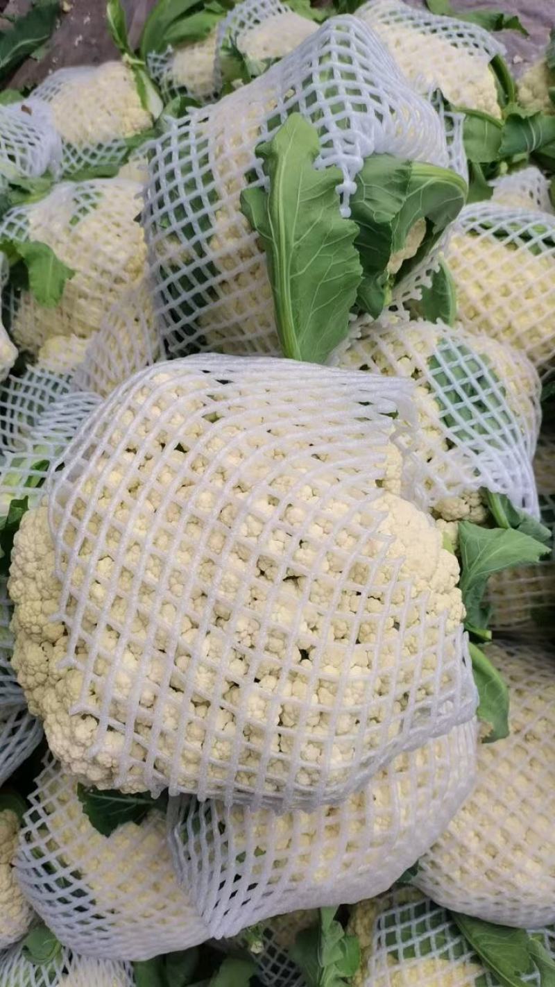 河南花菜有机花菜白面青梗散花冷库直发代收代加工