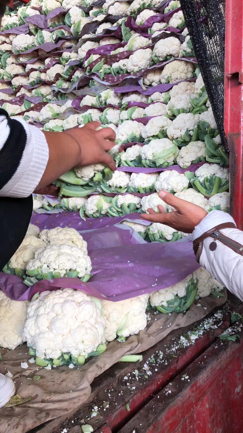 河南花菜有机花菜白面青梗散花冷库直发代收代加工
