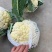 河南花菜有机花菜白面青梗散花冷库直发代收代加工