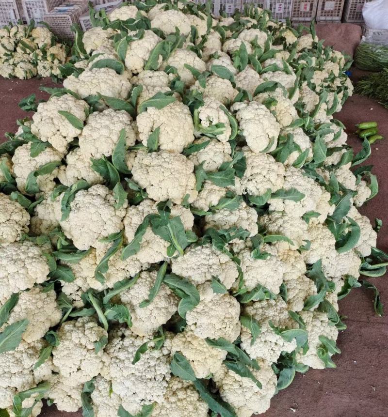 河南花菜有机花菜白面青梗散花冷库直发代收代加工
