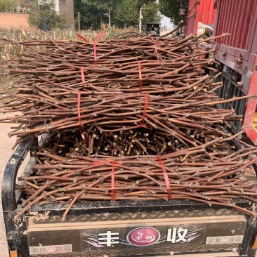 各种葡萄枝条，芽孢饱满，枝条纯正。